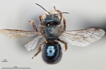Media type: image;   Entomology 511647 Aspect: habitus dorsal view